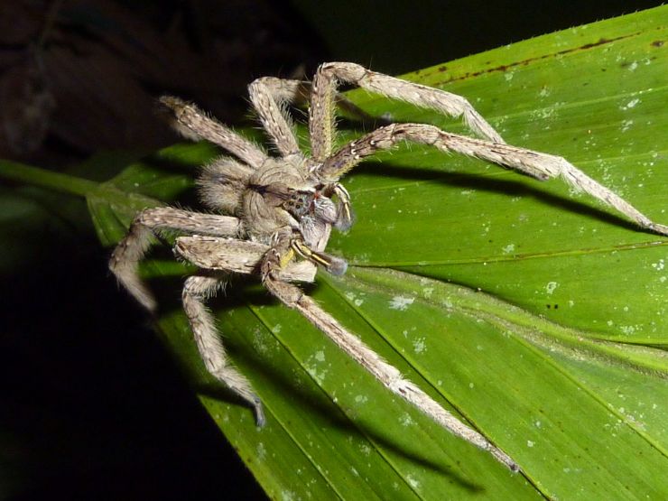 Top 10 Deadliest Animals in Costa Rica Javi's Travel Blog Go Visit Costa Rica